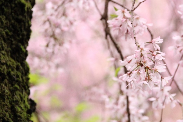 6472-15.4．7一重紅枝垂れ桜　右に幹.jpg